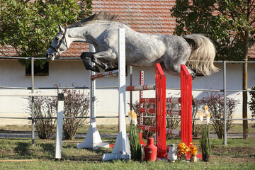 Young purebred horse loose jumping on breeders event