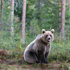 photo of a brown bear