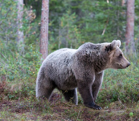 photo of a brown bear