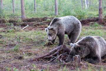 photo of a brown bear