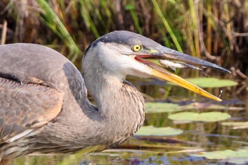 great blue heron eating a fish 
