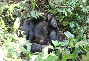Chimpanzee (Pan troglodytes), Kibale National Park, Uganda, Africa.
