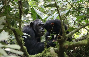 Chimpanzee (Pan troglodytes) mother and young, Kibale National Park, Uganda, Africa.