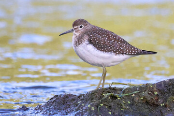 A solitary sandpipers on the shore of a river. 