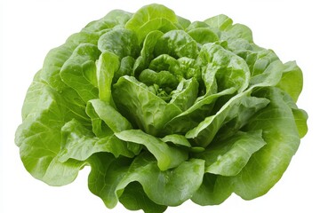 A vibrant head of fresh romaine lettuce sits alone against a clean white background, showcasing its crisp leaves and rich green color. Perfect for salads or healthy dishes.