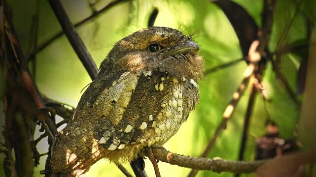 Sri Lanka or Sri Lankan or Ceylon Frogmouth - Batrachostomus moniliger night bird found in India and Sri Lanka, Related to the nightjars, gray and brown bird on the branch in the bush of Sinharaja.