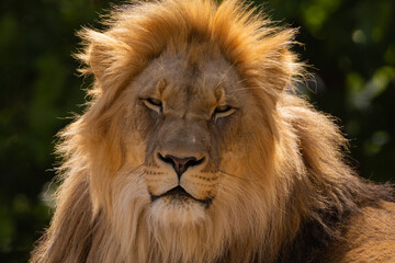 lion's face. expression is calm and majestic, fine details of its fur features.