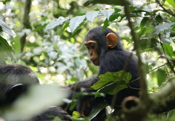 Young Chimpanzee (Pan troglodytes), Kibale National Park, Uganda, Africa.