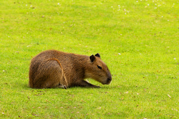 Fototapeta premium Capybara Kapibara Hydrochoerus hydrochaeris