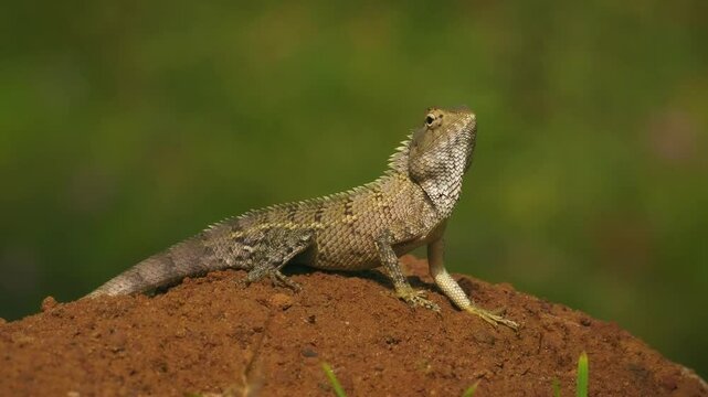 Oriental Garden Lizard - Calotes versicolor or eastern garden lizard, bloodsucker or changeable lizard is an agamid lizard found widely distributed in indo-Malaya. Reptile on the ground in Sri Lanka.