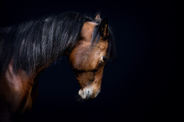 Head portrait of a bay brown arab horse in front of black background, equine black shot portrait
