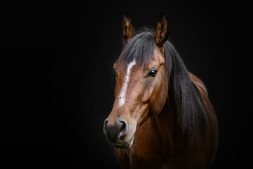 Head portrait of a bay brown arab horse in front of black background, equine black shot portrait