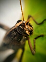 insectos