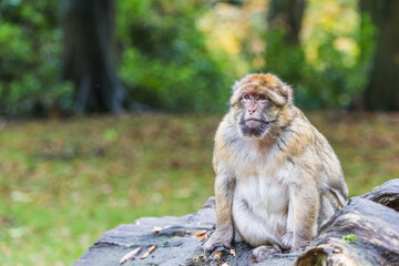 Barbary macaque gazing into the distance