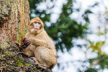 Young Barbary macaque in a tree