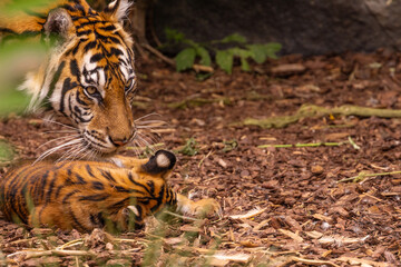 Tiger cubs playing with his mother,sumatra tiger Panthera tigris