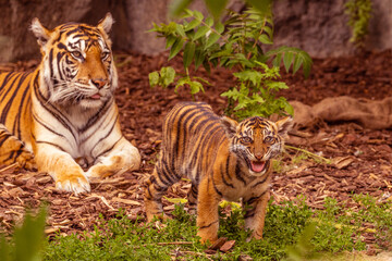 Obraz premium Tiger cubs playing with his mother,sumatra tiger Panthera tigris