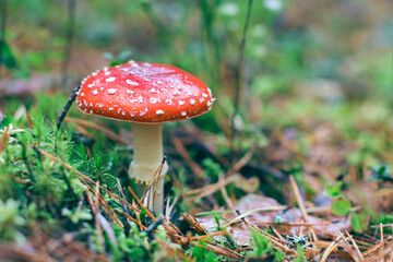 Mature Amanita Muscaria, Known as the Fly Agaric or Fly Amanita: Healing and Medicinal Mushroom with Red Cap Growing in Forest. Can Be Used for Micro Dosing, Spiritual Practices and Shaman Rituals