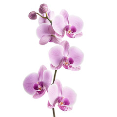 Fototapeta premium orchids flower on a transparent background