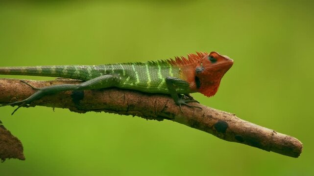 Common green forest lizard - Calotes calotes, agamid lizard found in the forests of Western Ghats and Shevaroy Hills in India, and Sri Lanka, green reptile with red head on the green background.