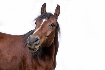 Obraz premium Head portrait of a bay brown arab gelding horse isolated on white background