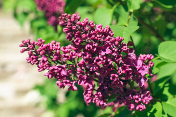 Lilac Branch Blooms in Spring at Daytime - Close-Up, Selective Focus, Soft Bokech. Violet Spring Flowers with Soft Aroma. Spring and Summer Gardening. Lilac Blossom. Purple Lilac Bush