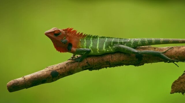Common green forest lizard - Calotes calotes, agamid lizard found in the forests of Western Ghats and Shevaroy Hills in India, and Sri Lanka, green reptile with red head on the green background.