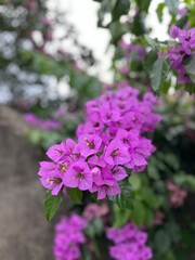 Obraz premium flowers