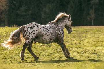 A noriker coldblood horse with leopard coat colour running on a pasture in late summer outdoors
