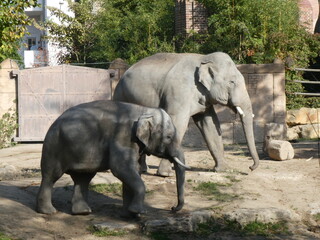 Naklejka premium Zoo, nature, animals, family hollidays
