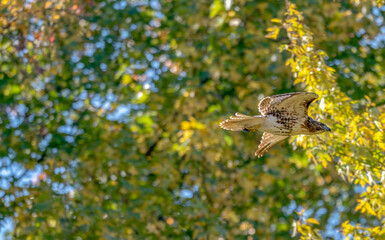 Red-tailed hawk in flight past trees with green, yellow and orange fall leaves.