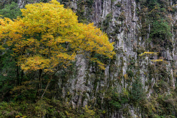 Fototapeta premium 紅葉に映える高千穂峡の岩肌