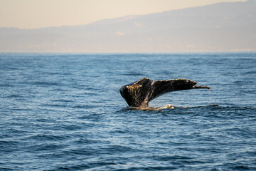 A Humpback whale raises its powerful tail over the water of the Ocean. 