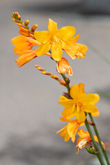Columbus montbretia (crocosmia x crocosmiiflora) flowers