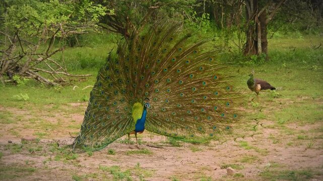 Indian Peafowl Peacock Pavo cristatus big asian bird with beautiful colorful tail, wild bird widely opened tail with hundreds of eyes and crown on the head, details of tail and head, with female.