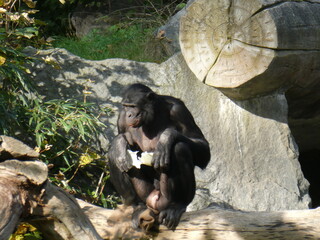 Zoo, nature, monkey, wild life