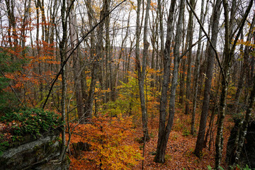 Little Rock City, a landmark of geologic interest located in Rock City State Forest in New York.