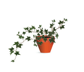 Variegated ivy in a plastic pot. Wild climbing plant grown as a houseplant drawing isolated on white backdrop for flower shop advertising banner, a room design or other botanical eco-friendly projects