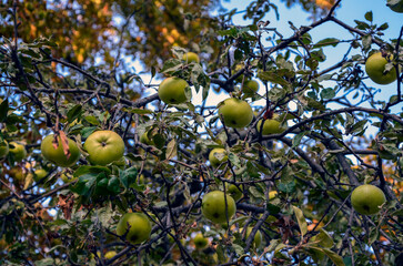 Natural beauty of ripe green apples hanging from branches amidst lush green leaves. Agriculture, nature, healthy eating, and seasonal changes