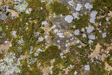 Green and gray moss and lichen covered grave tomb stone texture