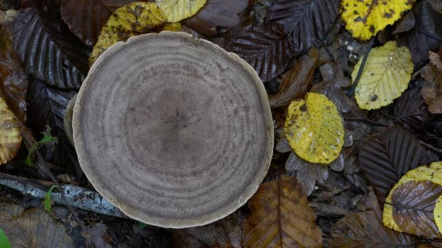Stumpy Milkcap in natural ambient (Lactarius flexuosus) - (4K)