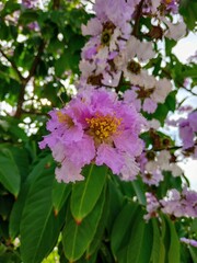 Vibrant purple flower with yellow stamens blooms against lush green leaves, capturing the essence of springtime beauty.
