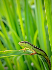 small lizards perched on leaves