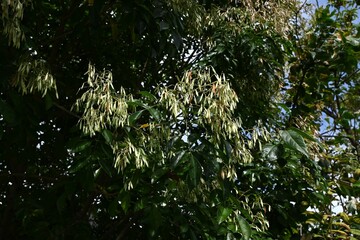 Griffith's ash (Fraxinus griffithii) fruits/Samara. Oleaceae evergreen tree. Spatula-shaped samara fruits are produced in autumn.