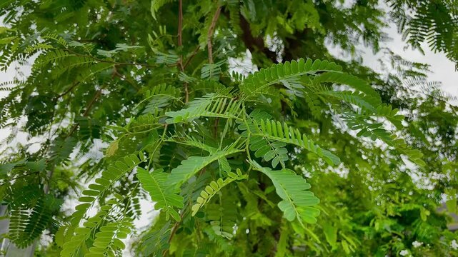 Tamarind (Also called Tamarindus indica, asam) leaves on the tree