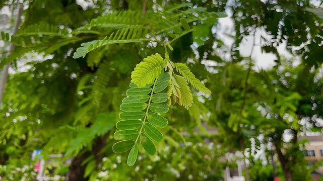 Tamarind (Also called Tamarindus indica, asam) leaves on the tree
