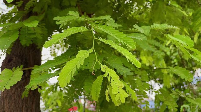 Tamarind (Also called Tamarindus indica, asam) leaves on the tree