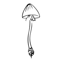 Forest mushroom illustration. A detailed doodle-style illustration of forest mushrooms with playful, hand-drawn lines and organic shapes