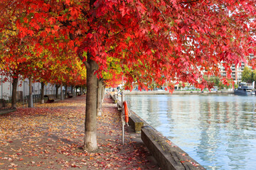 Red maple trees along boardwalk of a lake on a fall day