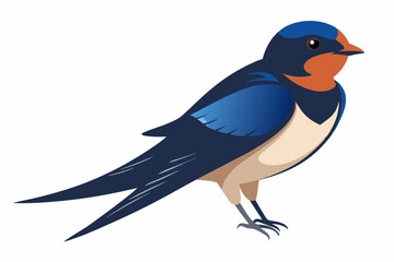 Obraz premium Barn Swallow, Hirundo rustica, perching against white background